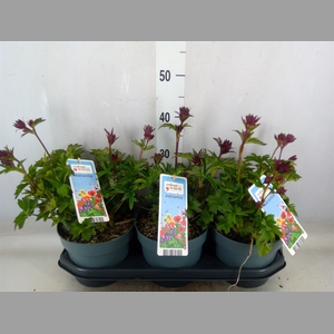 Astrantia major