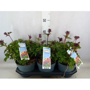 Astrantia major