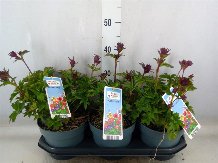 <h4>Astrantia major</h4>