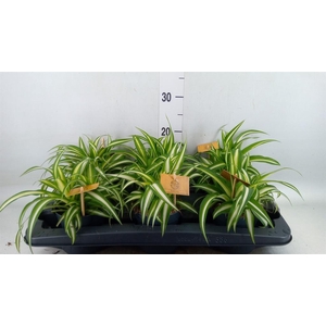 Chlorophytum com. 'Variegatum'