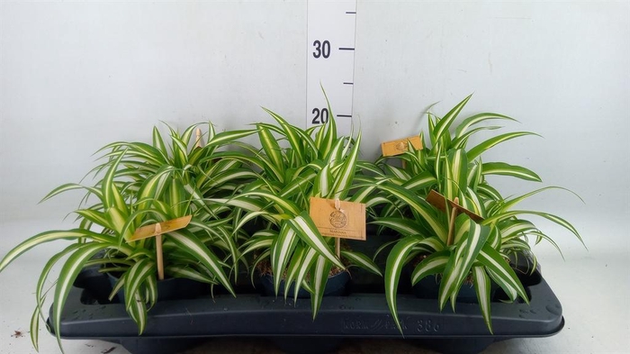 <h4>Chlorophytum com. 'Variegatum'</h4>