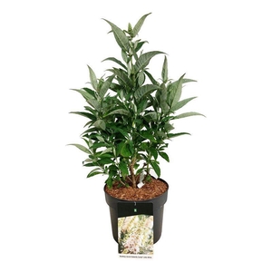 Buddleja d. B. Candy Little White