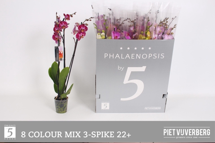 <h4>PHAL GEM 8 KL</h4>