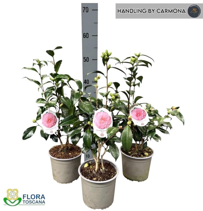 <h4>CAME JAPONICA</h4>