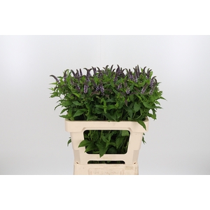 Mentha Tigra