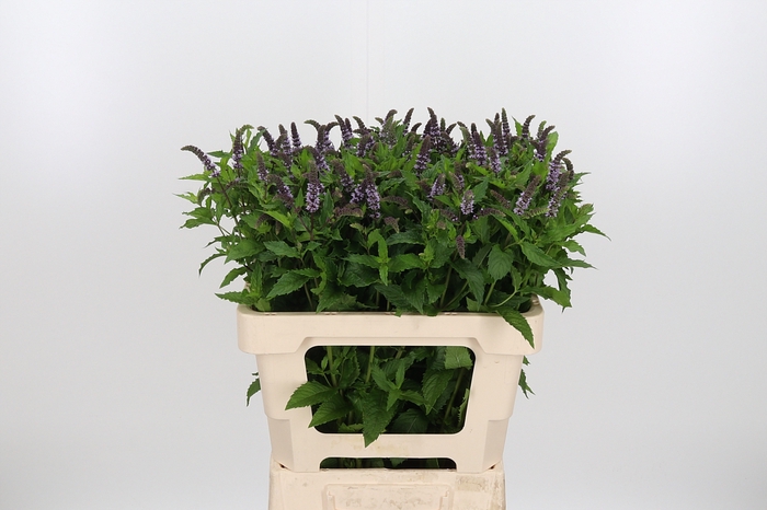 <h4>Mentha Tigra</h4>