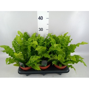 Asplenium nidus 'Crispy Wave'