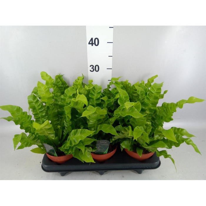 <h4>Asplenium nidus 'Crispy Wave'</h4>