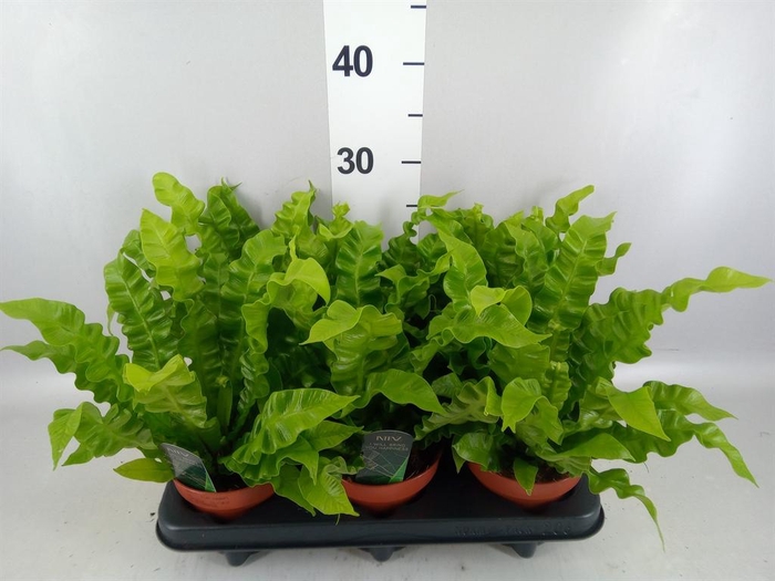 Asplenium nidus 'Crispy Wave'