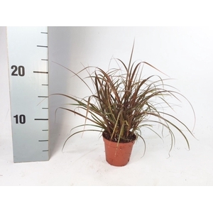 Uncinia Rubra Everflame