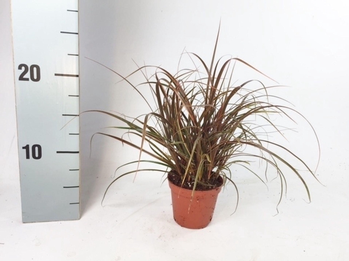 <h4>Uncinia Rubra Everflame</h4>