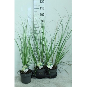 Cortaderia Selloana Pumila