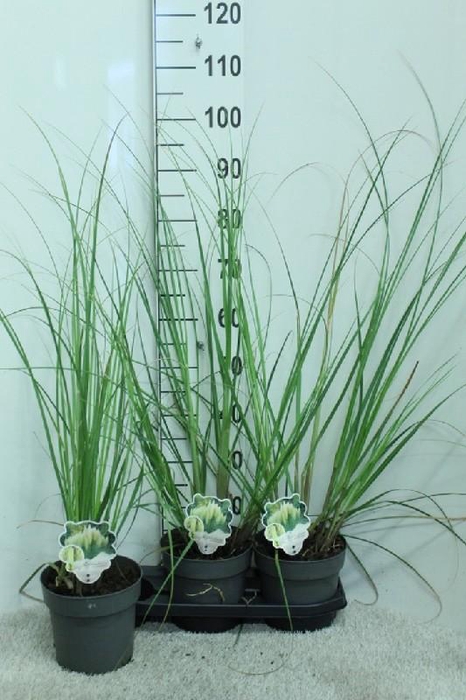 <h4>Cortaderia Selloana Pumila</h4>