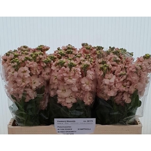 MATTH AIDA APRICOT