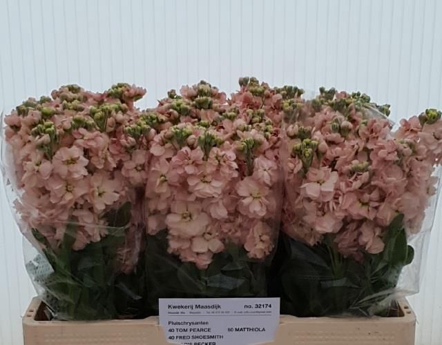 <h4>MATTH AIDA APRICOT</h4>