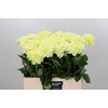 Dahlia Hilda Special
