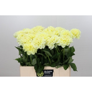 Dahlia Hilda Special