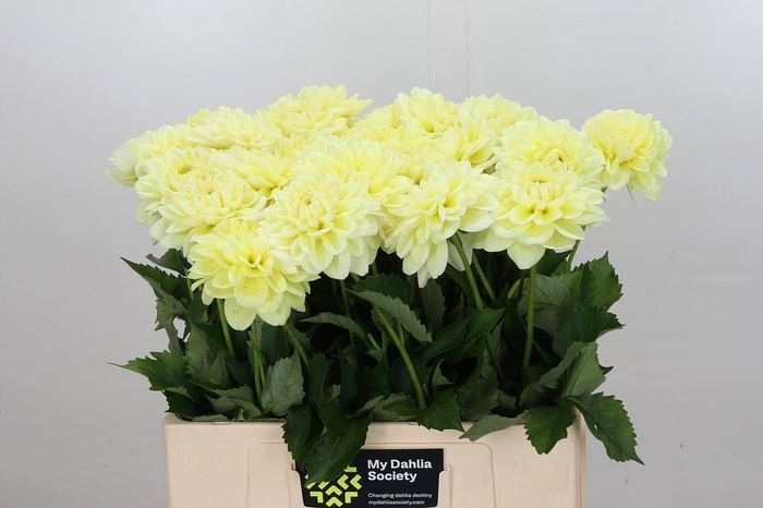 <h4>Dahlia Hilda Special</h4>