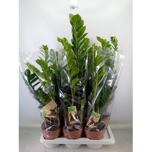 Zamioculcas zamiifolia