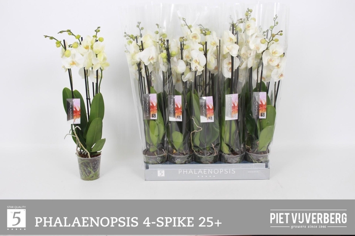 <h4>PHAL OV WIT</h4>