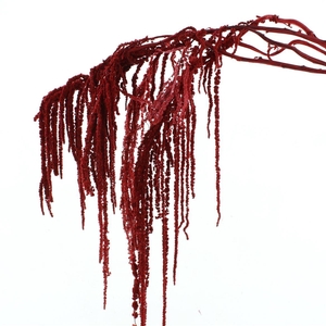 Pres Amaranthus Bleached Bordeaux X L