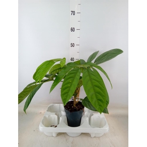 Planten Groen   ...L%