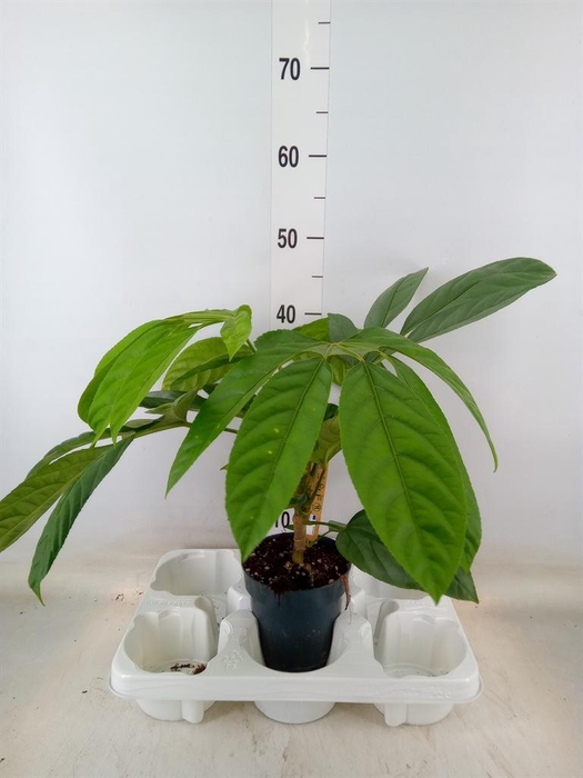 <h4>Planten Groen   ...L%</h4>