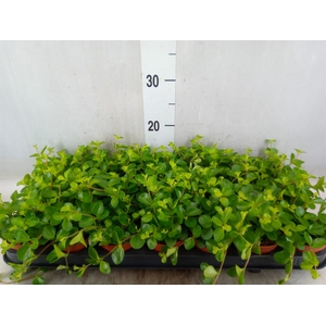 Peperomia rotundifolia