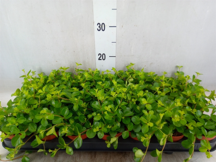 <h4>Peperomia rotundifolia</h4>