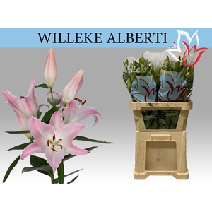 LI OR WILLEKE ALBERT