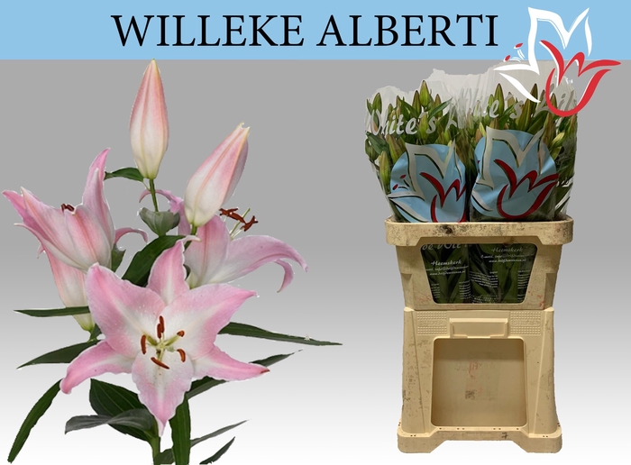 LI OR WILLEKE ALBERT