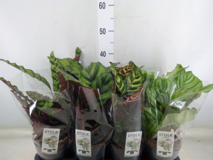 <h4>Calathea   ...mix 5</h4>