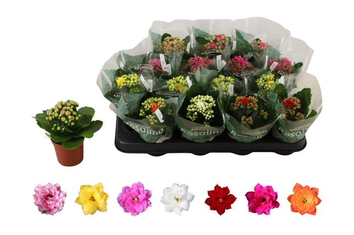 <h4>KAL GE RO GEM 6 KL</h4>