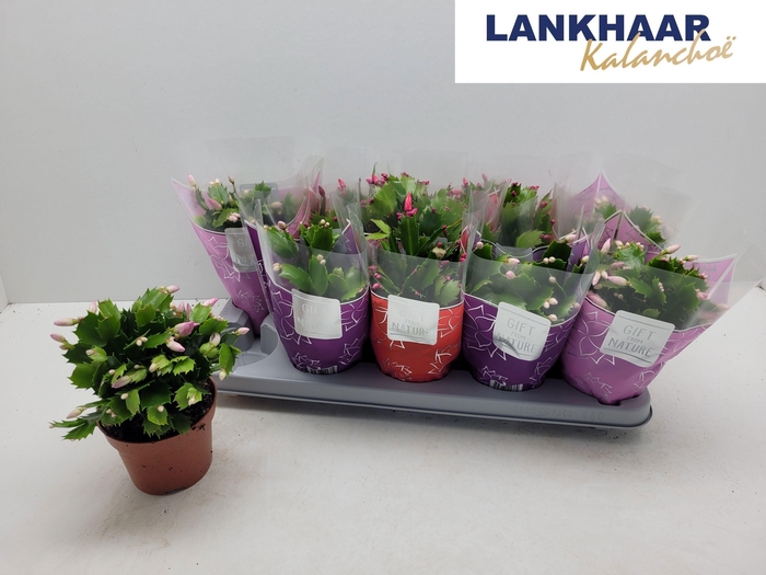 <h4>SCHLUMB FLAME GEM</h4>