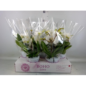 Phalaenopsis   ...white