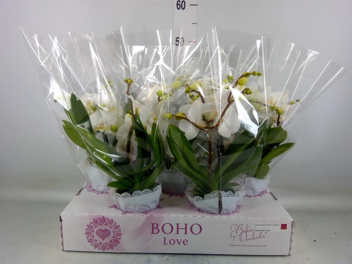 <h4>Phalaenopsis   ...white</h4>