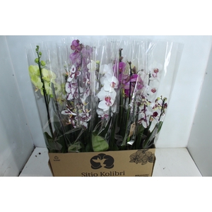 PHALAENOPSIS P12 3 HT