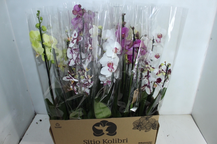 <h4>PHALAENOPSIS P12 3 HT</h4>
