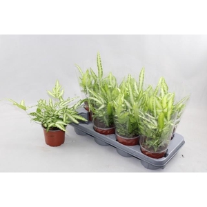 PTERIS ALBOLINEATA P12