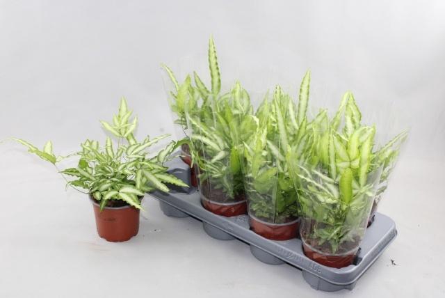 <h4>PTERIS ALBOLINEATA</h4>