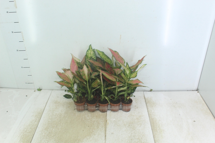 <h4>AGLAONEMA VARIADA P06</h4>