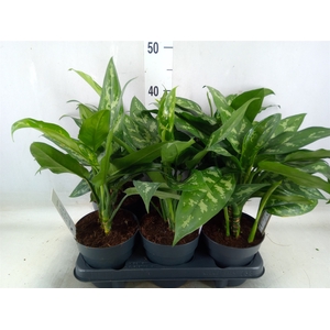Aglaonema  'Maria'
