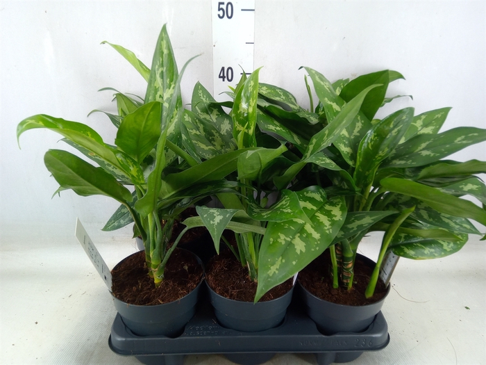 <h4>Aglaonema  'Maria'</h4>