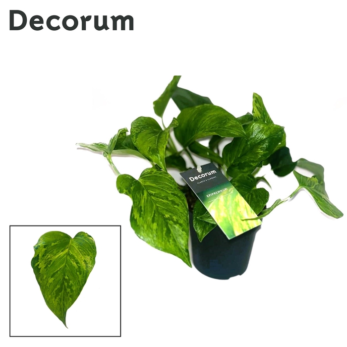 <h4>Scindapsus (Epipremnum) Marble Green DECORUM</h4>