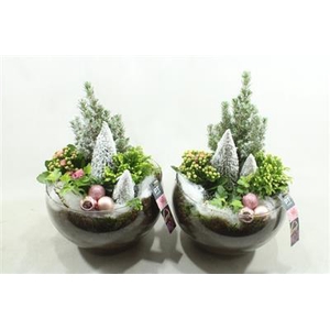 3539 ROZE HENDRIK BOOMPJE