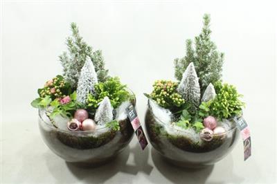 <h4>3539 ROZE HENDRIK BOOMPJE</h4>