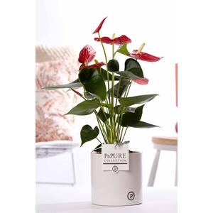 Anthurium red (Micra) in P&PURE Essential cer. white
