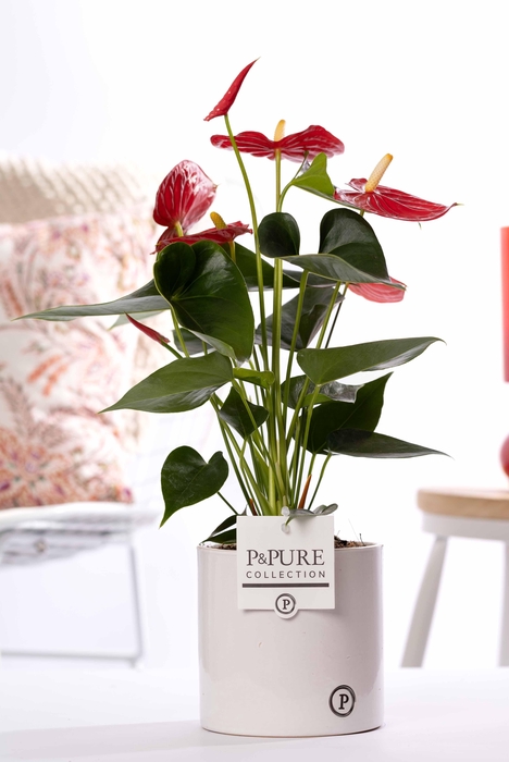 <h4>Anthurium red (Micra) in P&PURE Essential cer. white</h4>