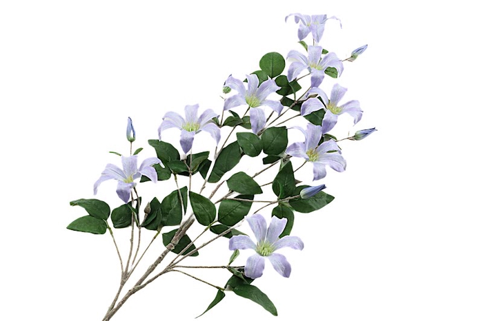 <h4>Clematis Blue</h4>