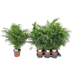 Chamaedorea Elegans P17